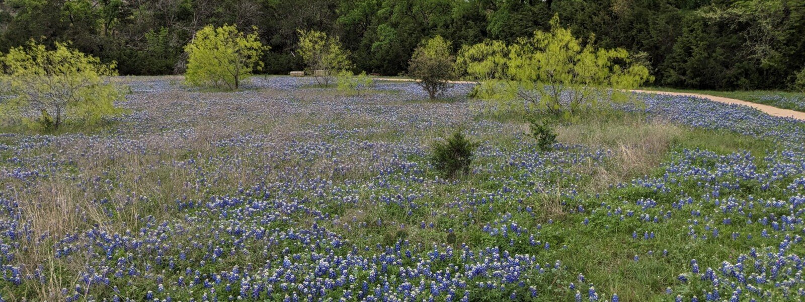 Bluebonnets along the trail at South Park Bluebonnets in the field at the South Park