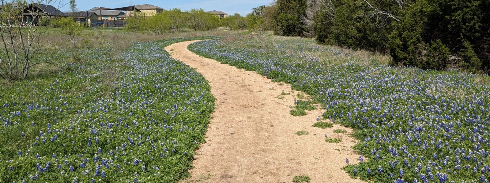 Gravel trail at South Park Bluebonnets along the gravel walking trail at the South Park